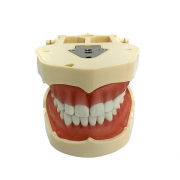 Демонстрационная модель здоровых зубов IMG