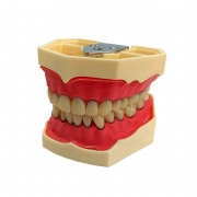 Учебная эндодонтическая модель со съемными зубами IMG
