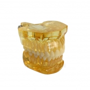 Демонстрационная модель здоровых зубов прозрачная IMG